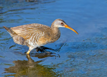 Clapper Rail