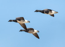 Three Brandt flying