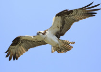 Osprey flying
