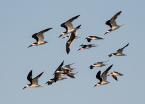 Black Skimmers in flight