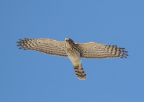 Copper's Hawk in flight