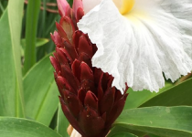 Grenada garden flowering plant habitat