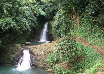 Grenada rainforest habitat