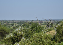 Northern Tanzania Private Birding Safari with Gabriel Thomas