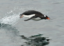 A Gentoo Penguin leaps from the water near the Antarctic peninsula.