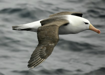 Black-browed albatross