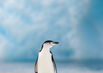 Chinstrap penguins breed mainly on the Antarctic Peninsula and on islands in the South Atlantic Ocean.