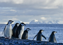 Chinstrap Penguins
