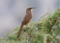 California Thrasher