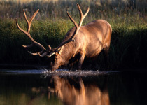 Elk on river