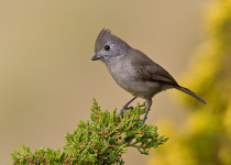 Oak Titmouse