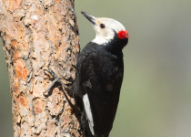 White-headed Woodpecker