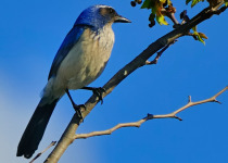 Western Scrub-Jay