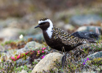 American Golden Plover
