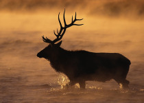 Elk