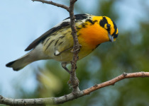 Blackburnian Warbler