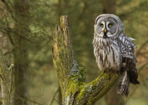 Great Gray Owl