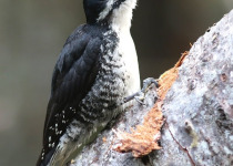Black-backed Woodpecker