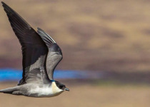 Long-tailed Jaeger