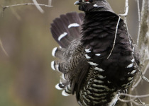 Spruce Grouse