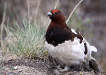Willow Ptarmigan