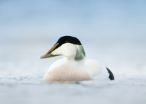 Common Eider in water