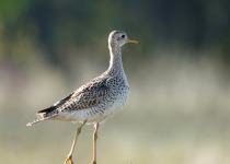 Upland Sandpiper