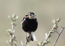 Chestnut-collared Longspur