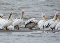 American White Pelican preening