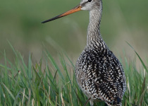 Marbled Godwit