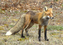 Churchill & Southern Manitoba