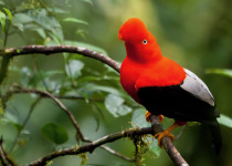 Andean Cock-of-the-Rock