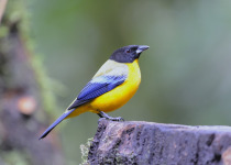 Black-chinned Mountain Tanager