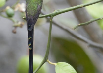 Black-tailed Trainbearer