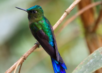 Violet-tailed Sylph