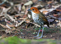 Chestnut-crowned Antpitta