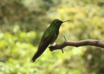Coppery-bellied Puffleg