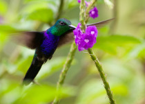 Fork-tailed Woodnymph