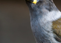 Gray-breasted Mountain-Toucan