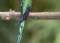Long-tailed Sylph