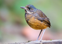 Moustached Antpitta