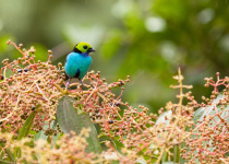 Paradise Tanager