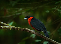 Red-ruffed Fruitcrow