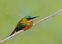 Rufous-tailed Jacamar