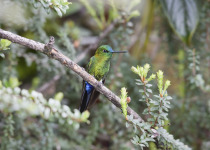 Sapphire-vented Puffleg