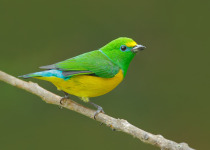 Blue-naped Chlorophonia, Chlorophonia cyanea, exotic tropic green song bird form Colombia. Wildlife from South America. Green and yellow sitting on the branch. Birdwatching in Colombia