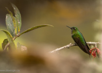 Tyrian Metaltail