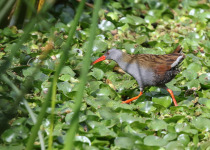 Bogota Rail