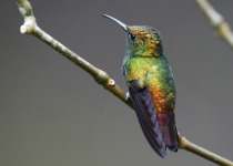 A Bronze-tailed plumeleteer hummingbird