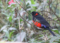 Scarlet-bellied Mountain Tanager